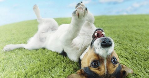 Sabato l’inaugurazione della nuova area cani a Ponte Ponte di Brenta