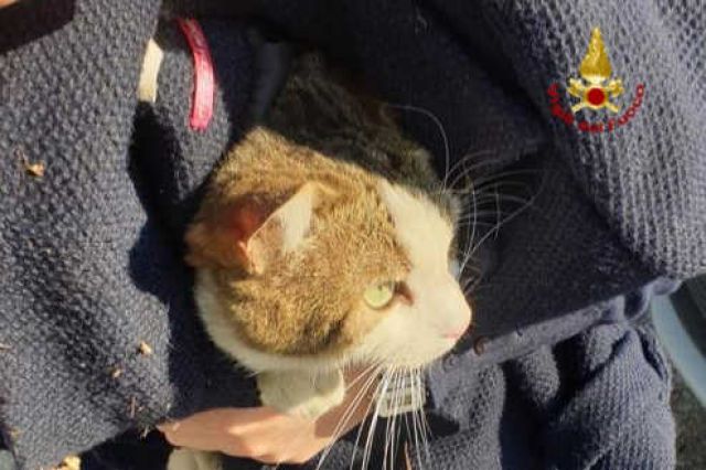 Padova, libera un gatto finito nel vano motore e lo adotta
