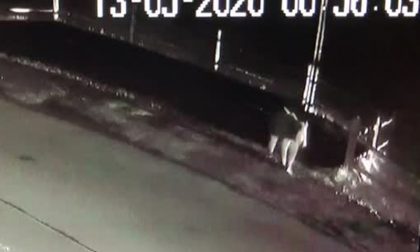 Ma chi ha rovistato tra i rifiuti? Dai filmati spunta… un orso! VIDEO