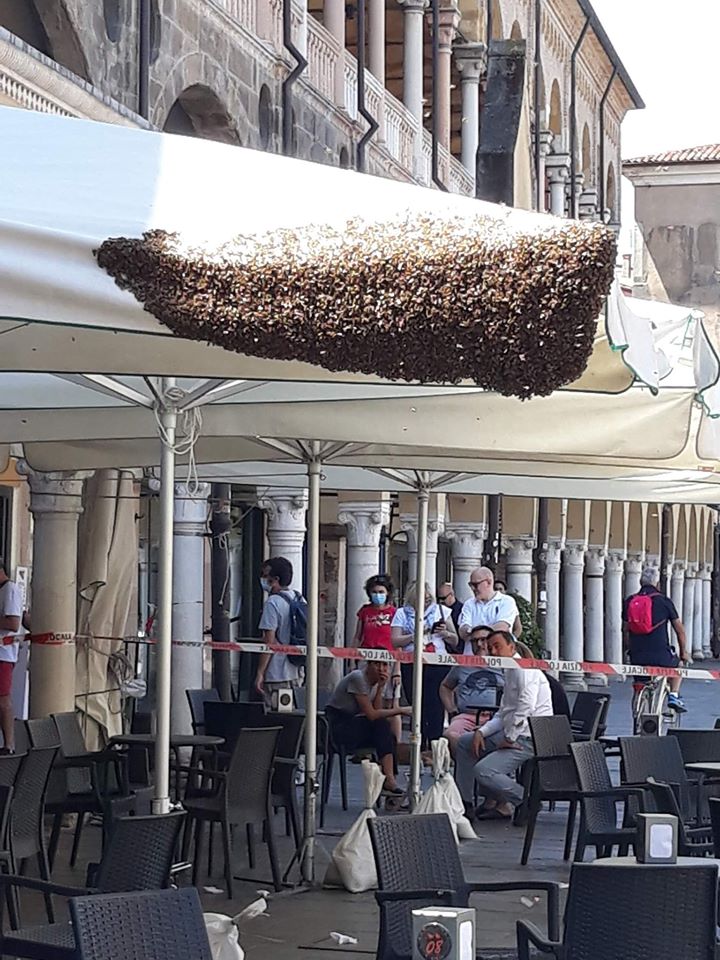 Padova: api in piazza dei frutti, deve intervenire un’apicoltore