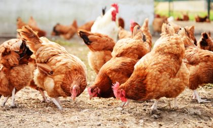 Rubano polli nel trevigiano: denunciati tre pregiudicati padovani