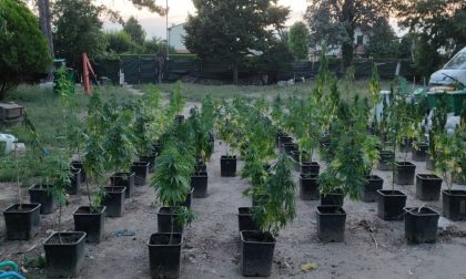 Cento piante di marijuana coltivate in un fondo agricolo: nei guai 34enne di Este - FOTO
