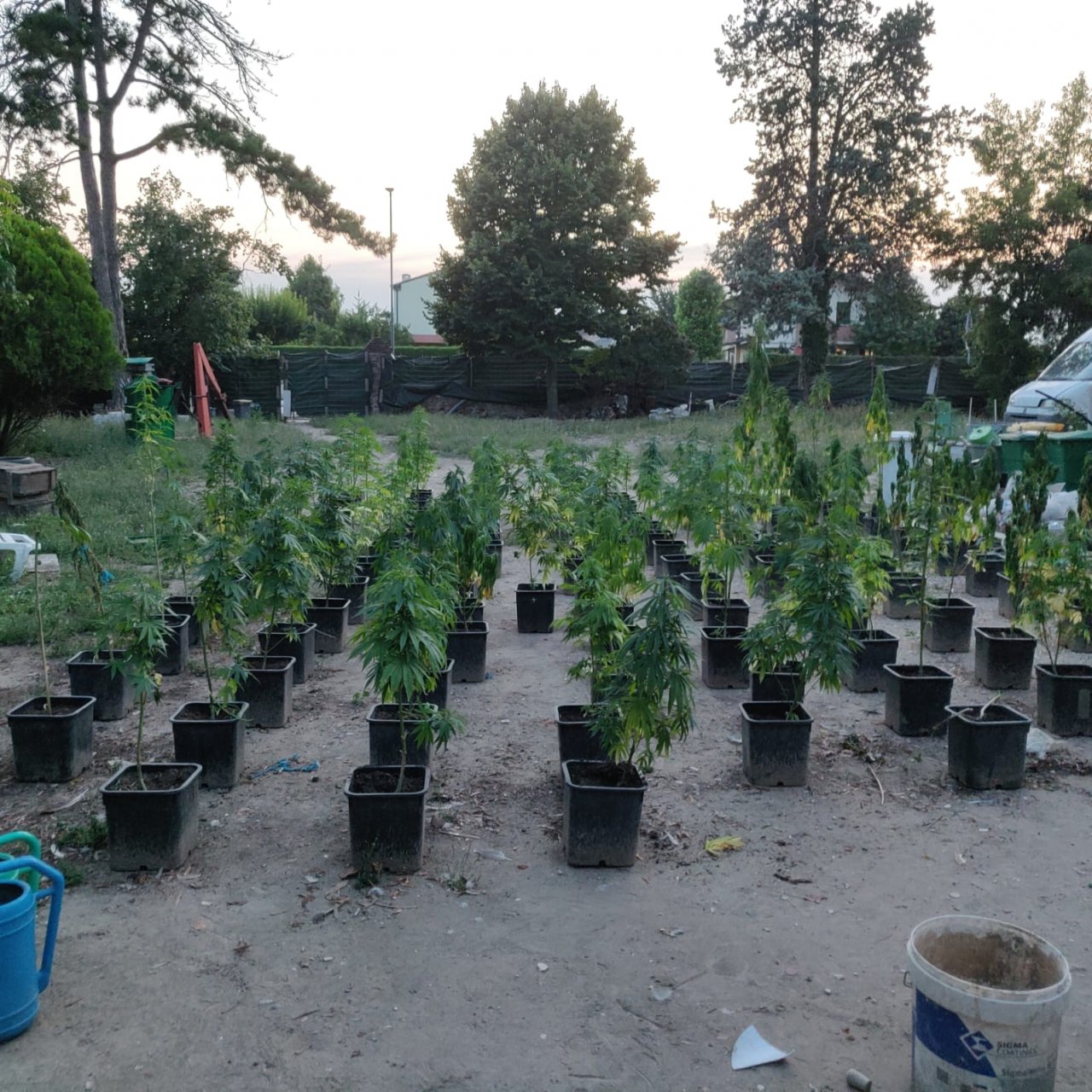 Cento piante di marijuana coltivate in un fondo agricolo: nei guai 34enne di Este – FOTO