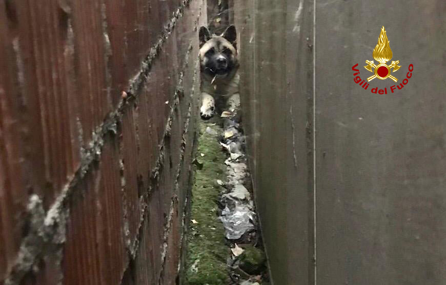 Sascia resta incastrato tra due muri a Merlara: salvato dai Vigili del fuoco – FOTO