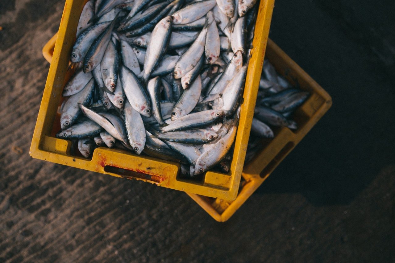 Intercettato un carico di pesce congelato trasportato in un furgone a +20 C°