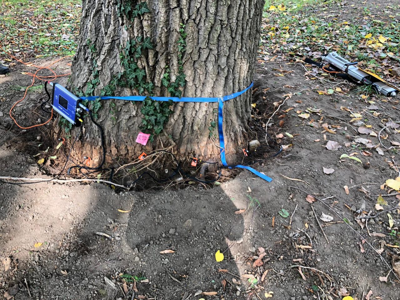 Riaperto il “parco dei Faggi” dopo la chiusura dovuta alla caduta di un pioppo