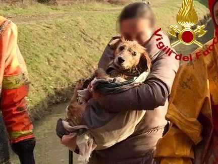 Cocker rimane incastrato nel cunicolo di uno scolo d’acqua, intervengono i Vigili del Fuoco