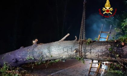 Le foto del grande albero caduto lungo la SP 46 a Curtarolo, deviato il traffico