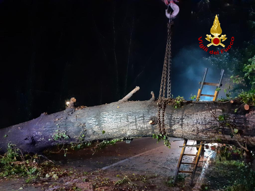 Le foto del grande albero caduto lungo la SP 46 a Curtarolo, deviato il traffico