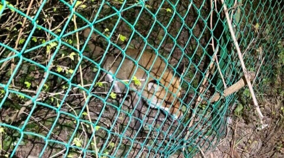 Volpe intrappolata in una rete rischiava di morire soffocata: salvata dai poliziotti