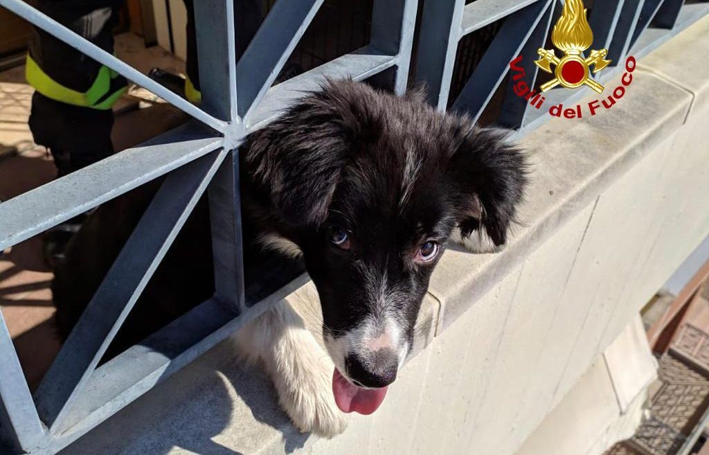 Le bizzarre foto del cane incastrato con la testa nella ringhiera del terrazzo