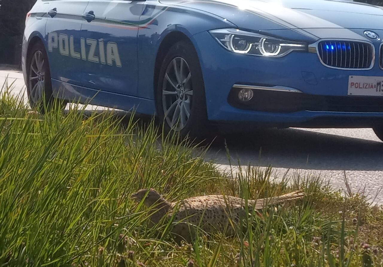 Fagiano investito e ucciso, il giovane scappa ma viene rintracciato e multato