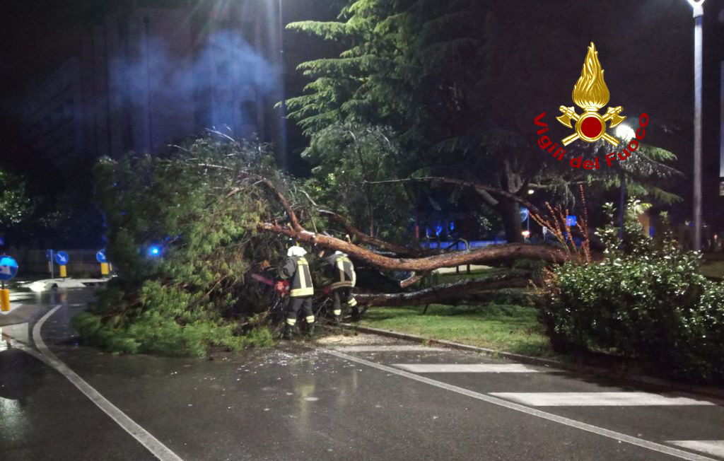 Maltempo Abano Terme, pino marittimo precipita in strada: un altro a rischio caduta