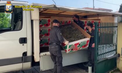 Canapa illegale venduta tra Italia e Francia: il video del maxi sequestro da una tonnellata e mezza