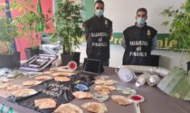Il video della serra di marijuana sequestrata in un appartamento a Padova