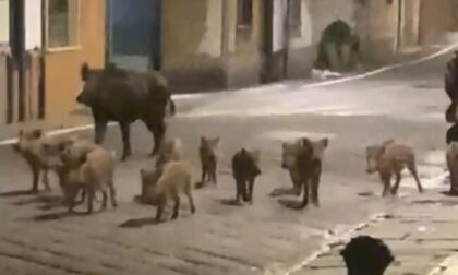 Mamma, papà e 12 figli: il video della famiglia di cinghiali a spasso in paese