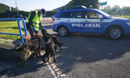 Tre cani di grossa taglia in "fuga" in autostrada