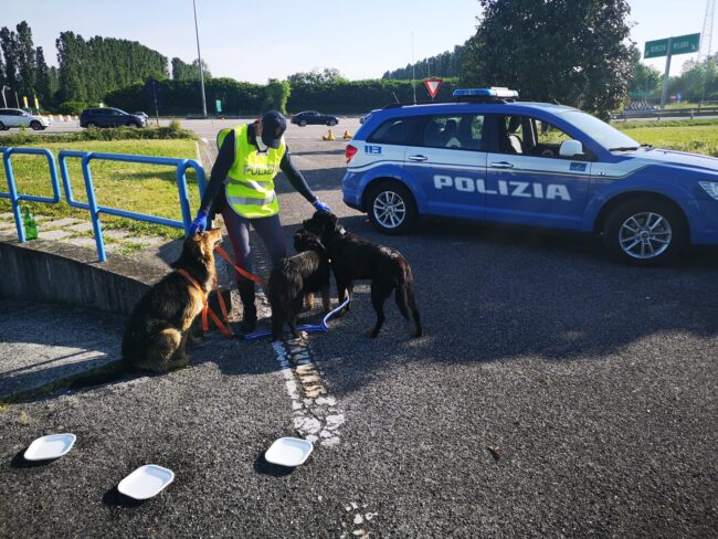 Tre cani di grossa taglia in "fuga" in autostrada 