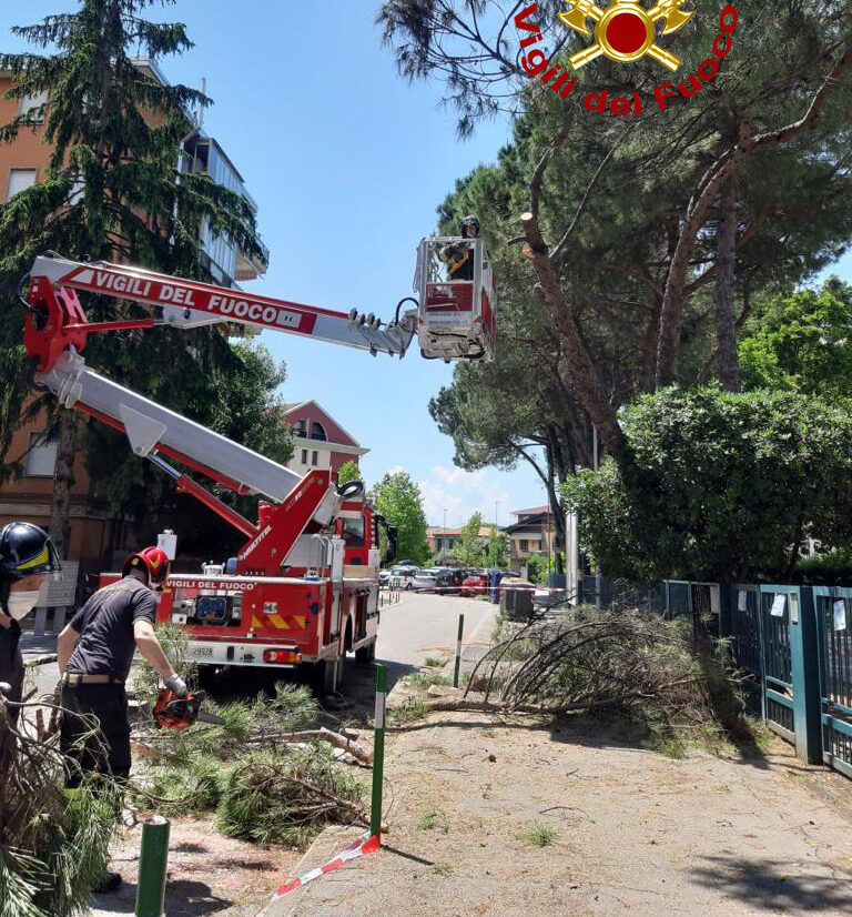 Cede l’asfalto vicino alla scuola, alberi pericolanti tagliati dai Vigili del fuoco