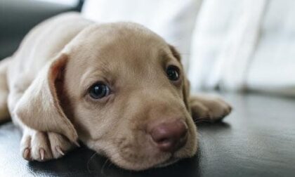 Calci e strattoni al suo cane: denunciato 39enne di Piove di Sacco