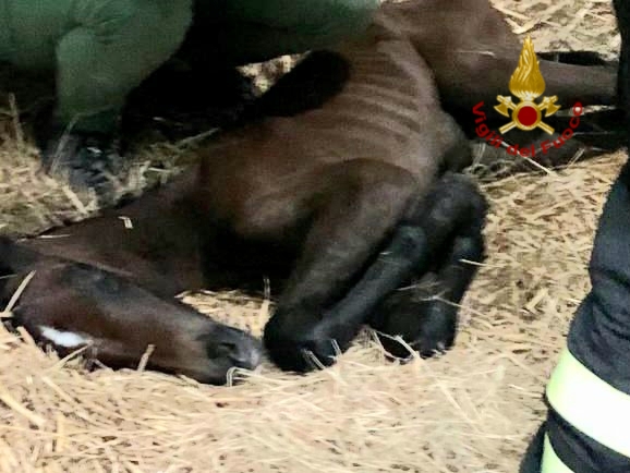 Le foto della cavalla gravida rimasta incastrata nel box prima di partorire il suo puledrino