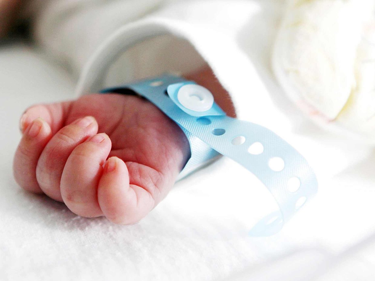 Quattro nuovi piccoli “leoni” nel padovano, ecco i nati nel giorno di Ferragosto