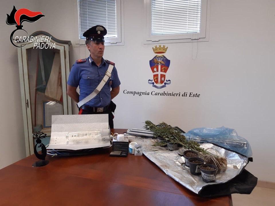 Este, scoperta serra di marijuana a casa di un pregiudicato