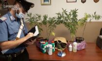 Una serra di marijuana in mansarda, arrestato 36enne padovano