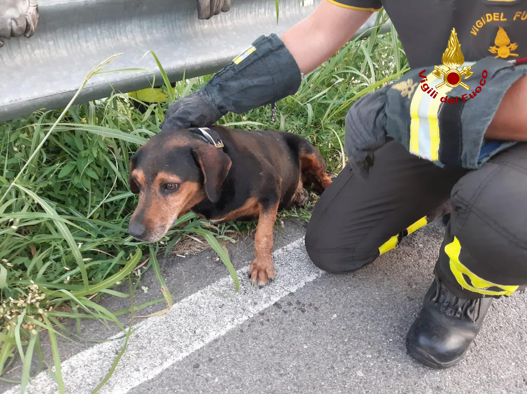 Un cagnolino in balia del fiume rischia di annegare