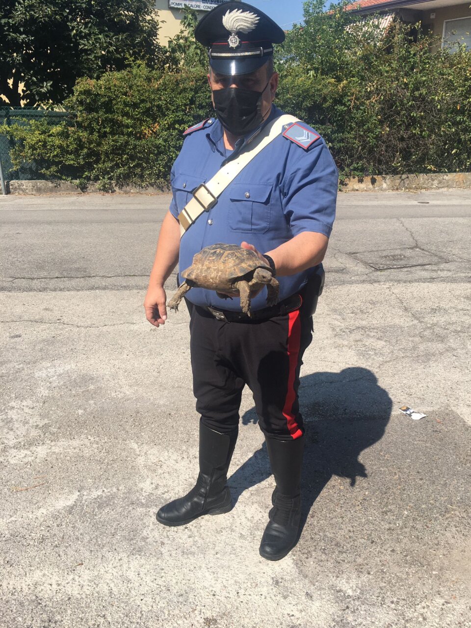 Carabinieri salvano testuggine dalla strada