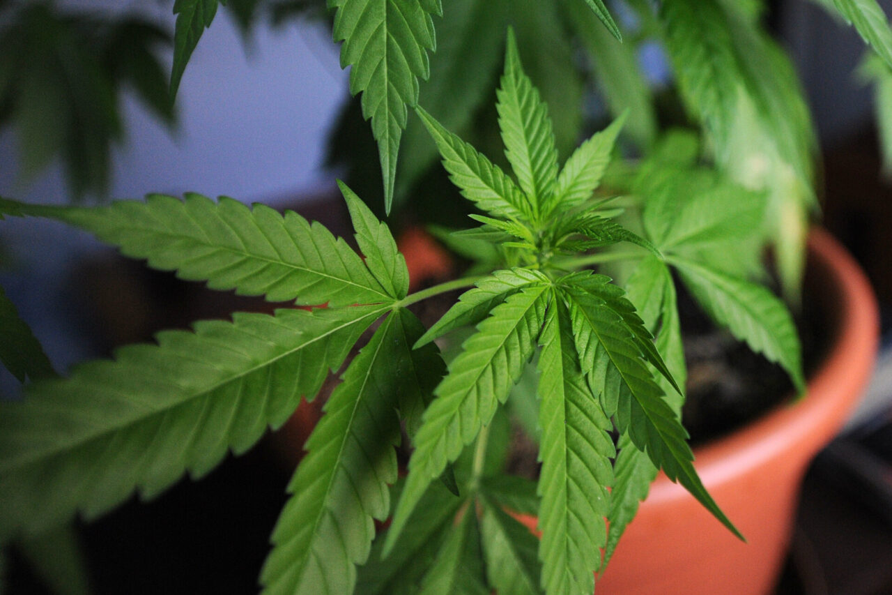 Piante di marijuana in un appartamento in zona Arcella