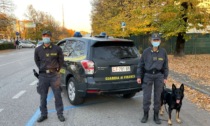 Padova, tre arresti per spaccio: sequestrati oltre 4,5 chili di droga