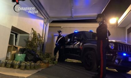 In casa aveva 39 vasetti con dentro marijuana e 3 piante di cannabis: 32enne nei guai