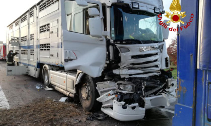 Il camion carico di bovini provoca un maxi tamponamento: ferito l'autista (e gli animali)