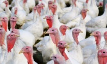 Allarme influenza aviaria, due focolai nel Padovano: definite le zone di sorveglianza