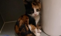Il favoloso mondo di Amelie, le foto della gattina salvata che ora ha trovato casa!