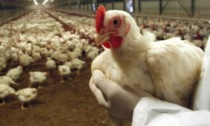 Influenza aviaria, salgono a 14 gli allevamenti colpiti nel Padovano