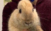 I teneri coniglietti abbandonati vicino all'orto (e salvati dagli attivisti) hanno trovato casa