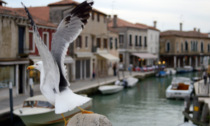 A Venezia pistole ad acqua ai turisti per scacciare piccioni e gabbiani