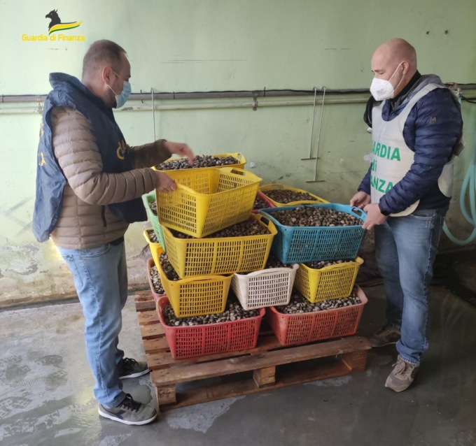 Cozze e vongole marce: a Codevigo un’ex officina diventa un centro (abusivo) per lavorare i molluschi