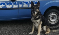 "Ciao Cedric": se n'è andato a 14 anni il cane poliziotto antidroga della Questura di Padova