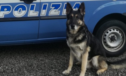 "Ciao Cedric": se n'è andato a 14 anni il cane poliziotto antidroga della Questura di Padova