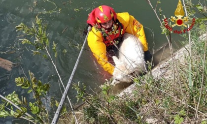 Cane in difficoltà nel Brenta salvato dai Vigili del fuoco grazie all'allarme lanciato da una scolaresca