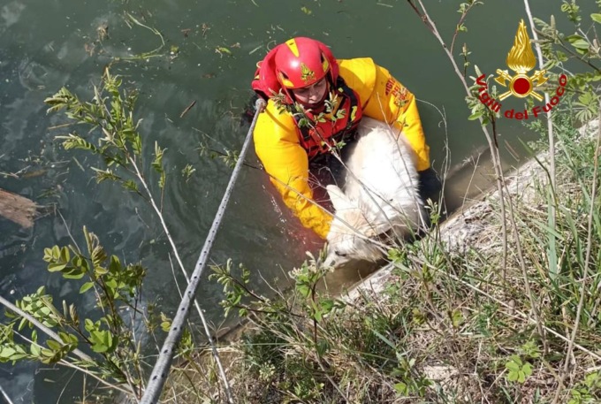 Cane in difficoltà nel Brenta salvato dai Vigili del fuoco grazie all’allarme lanciato da una scolaresca