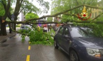 Padova, grosso ramo si stacca da un albero secolare e finisce su un'auto in transito