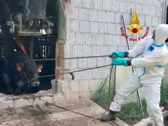 Vitelli cadono in una vasca di raccolta liquami, il video e le foto del recupero da parte dei pompieri