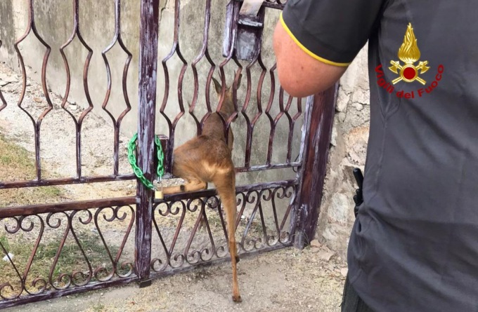 Giovane capriolo incastrato tra le sbarre di un cancello, salvato dai pompieri