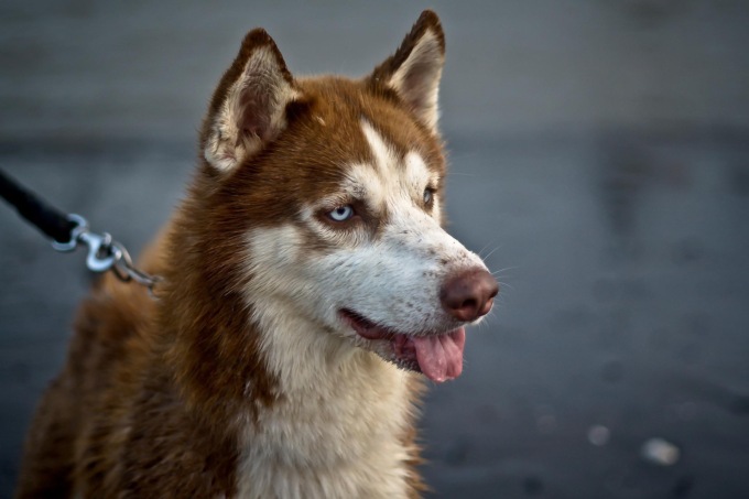 Husky trascinato con l’auto, la denuncia di LNDC Animal Protection: “Atto doloso e sadico”