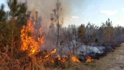 Incendio bosco