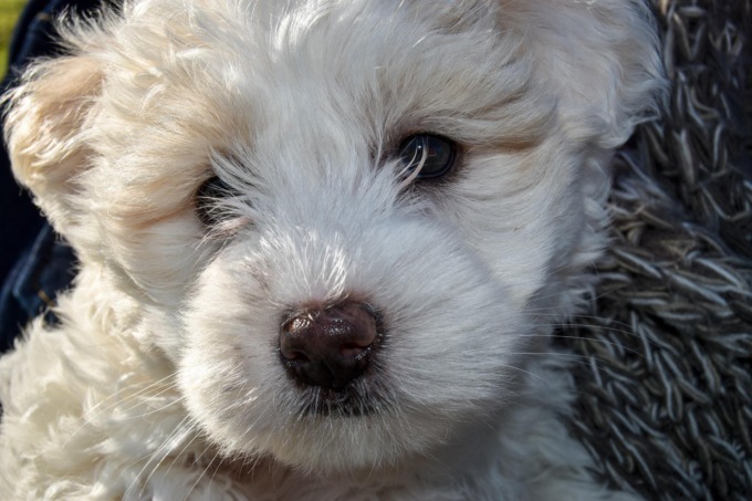 Allevavano nel loro appartamento 54 cani simil maltese in una situazione di degrado e di sporcizia